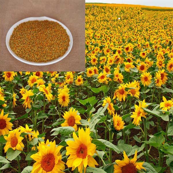 mixed sunflower pollen