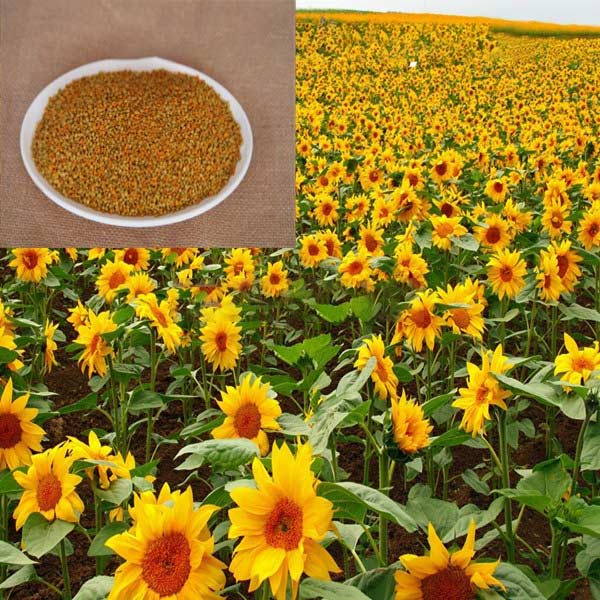 Good Quality Bee Mixed Sunflower Pollen Beekeeping Apiculture Sweet Colorful Sunflower Mixed Bee Pollen with Good Taste