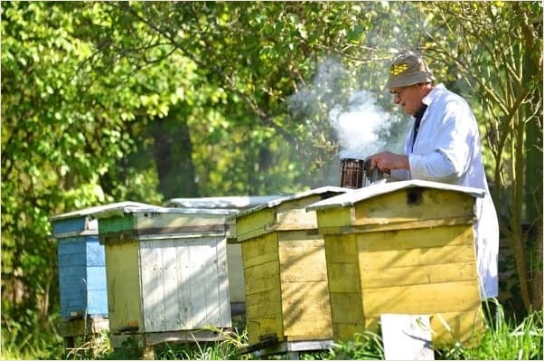 beehive inspection