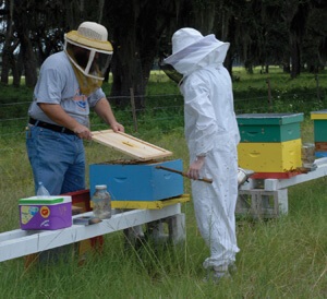beehive inspection