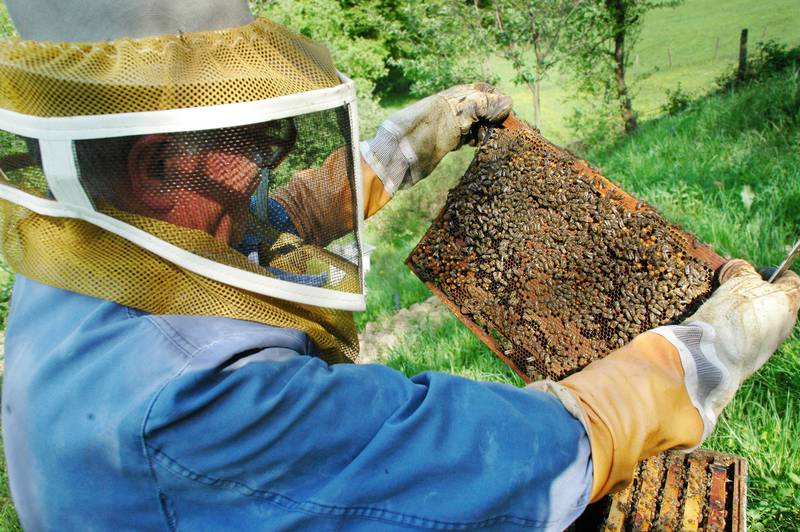 beekeeping