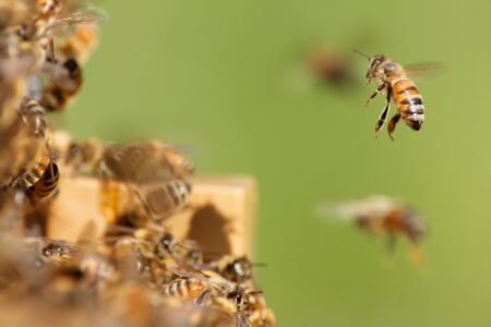 beekeeping mistakes