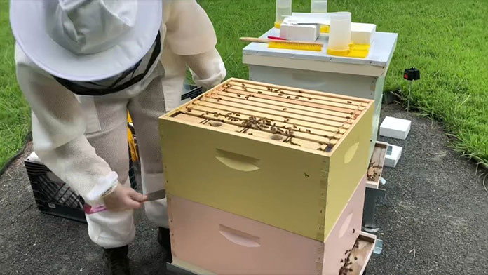 beehive propolis