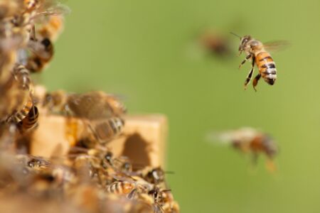 beehive propolis