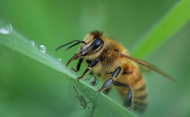 beekeeping management in summer