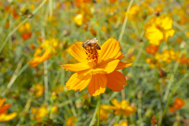 beekeeping in summer