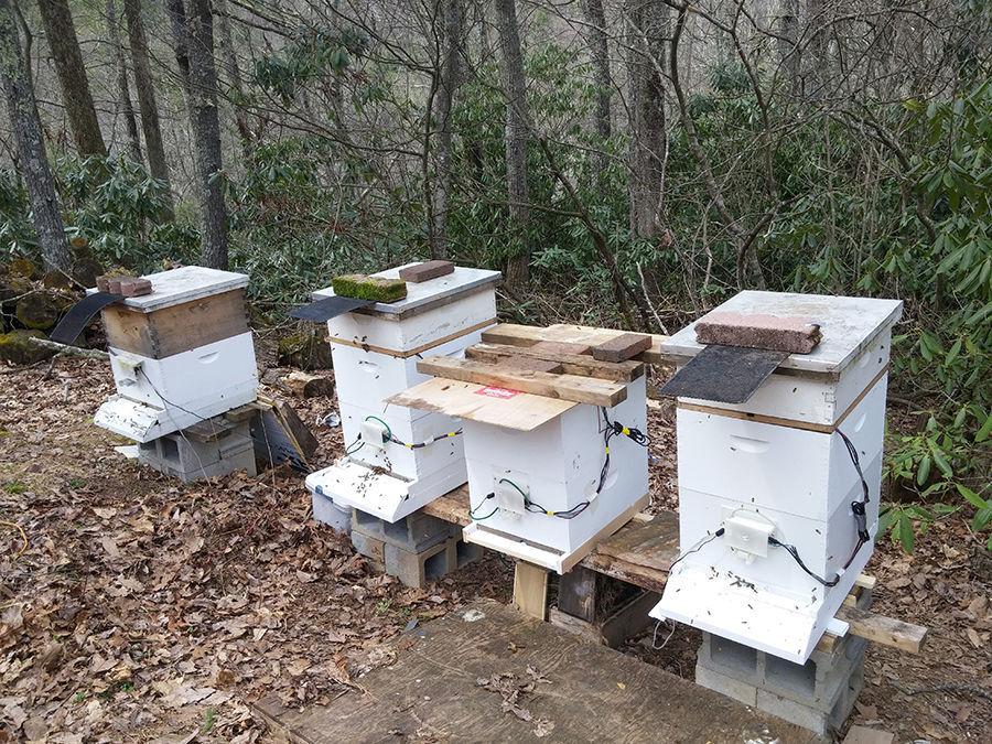 beekeeping management