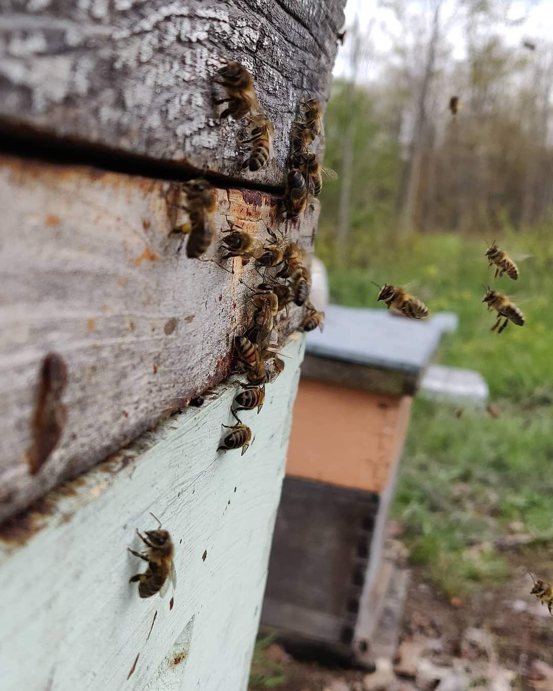 beekeeping in summer