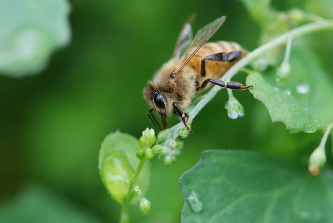 beekeeping management in summer