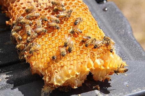beekeeping in summer