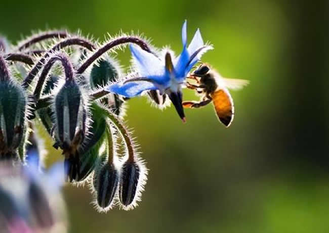 beekeeping management in summer