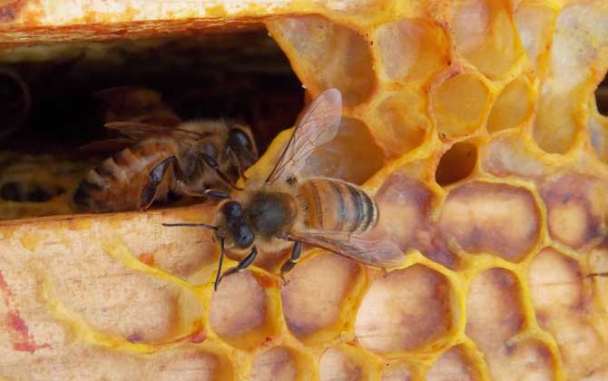 bee propolis