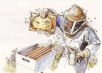 extract honey