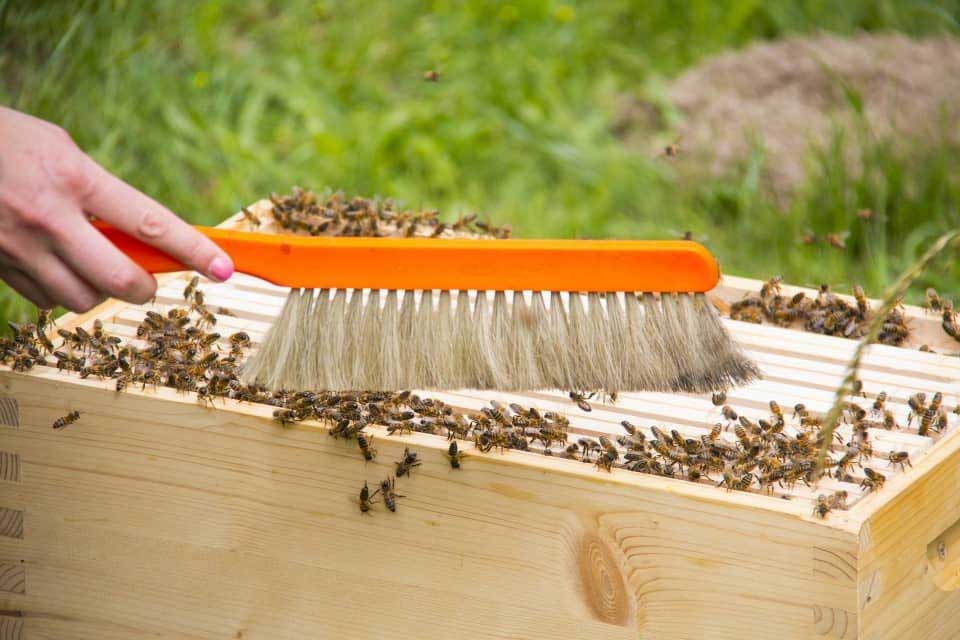 bee brush