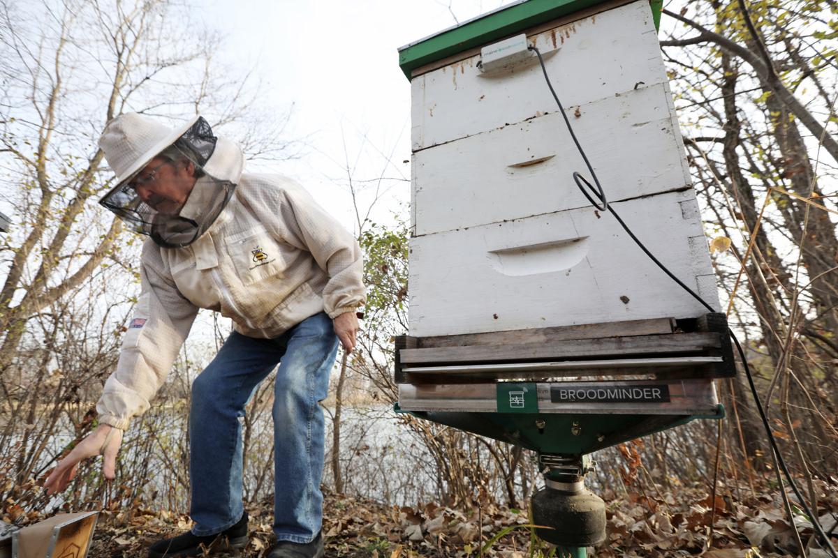 langstroth beehive