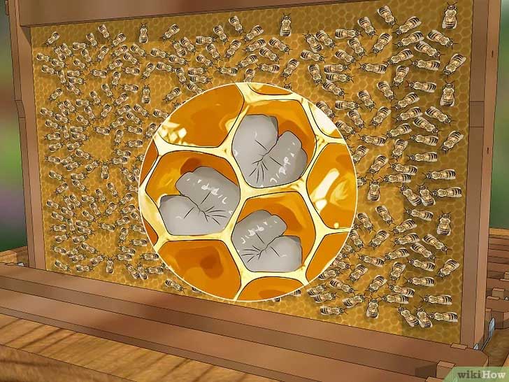 identify the bee queen