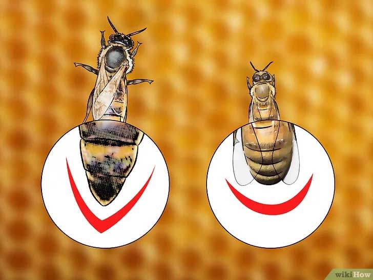 identify the bee queen