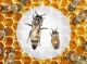 v4-728px-Identify-a-Queen-Bee-Step-1-Version-5