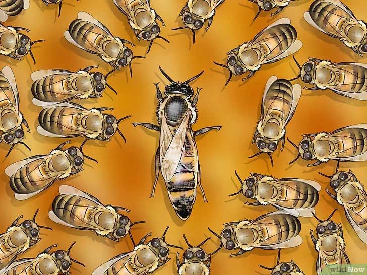 identify the bee queen