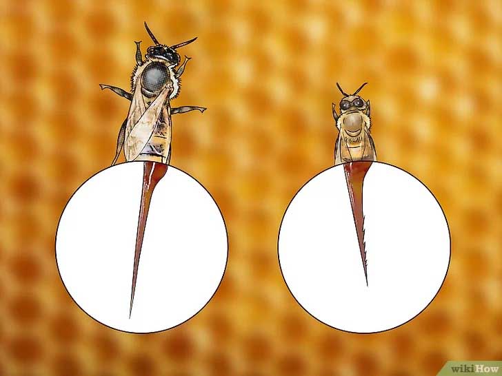 identify the bee queen