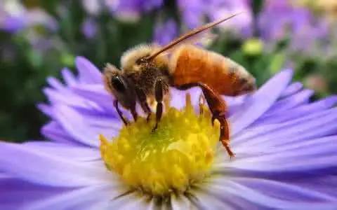 beekeeping in autumn