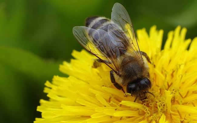 beekeeping in autumn