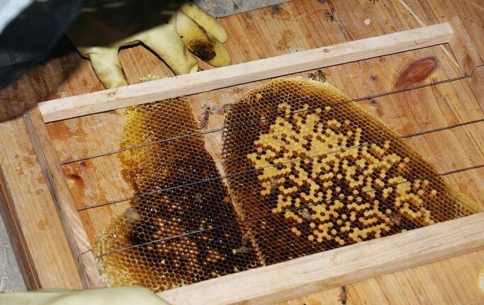 Beeswax Foundation Sheet