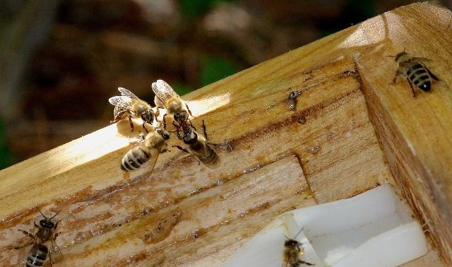 Beeswax Foundation Sheet