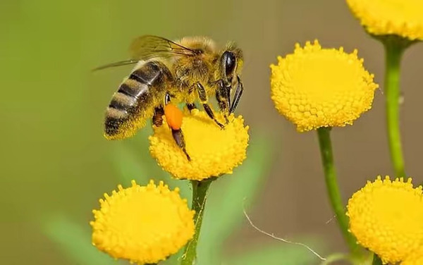 beekeeping in autumn