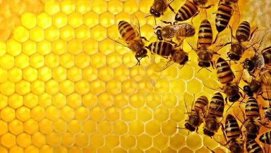 beekeeping in autumn