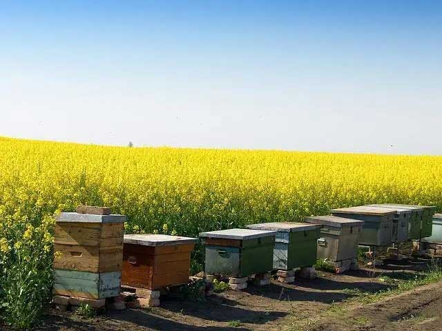 beekeeping