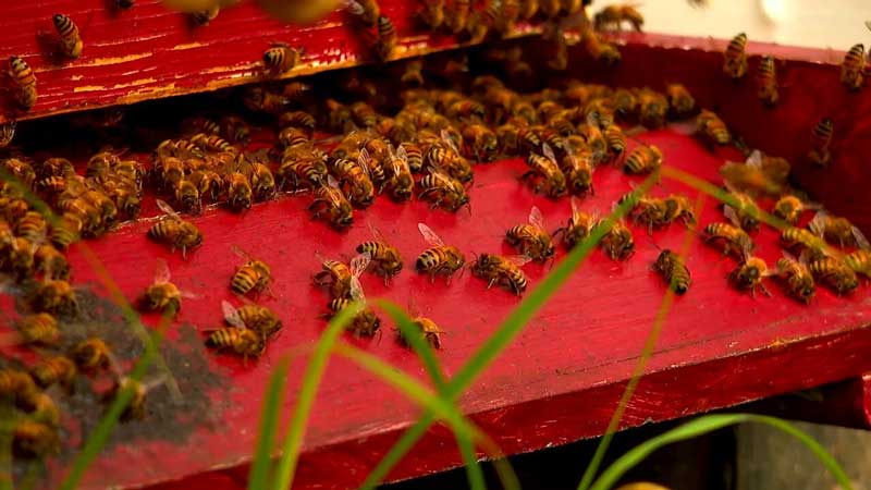 beekeeping