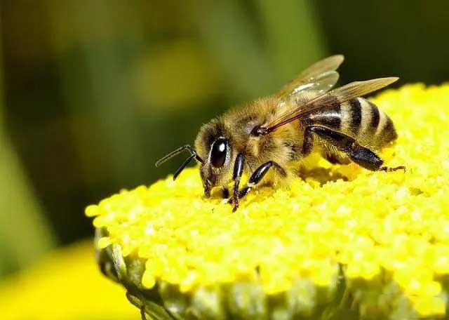 beekeeping