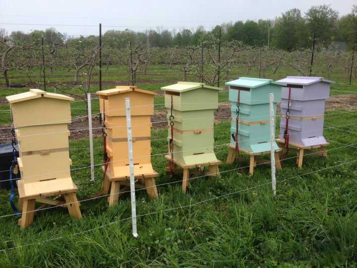 beekeeping