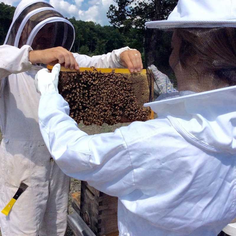 beekeeping