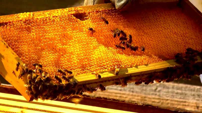 beekeeping