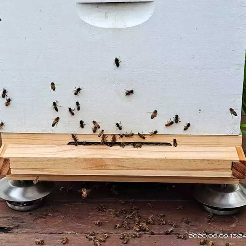 Ants Proof Hive Feet