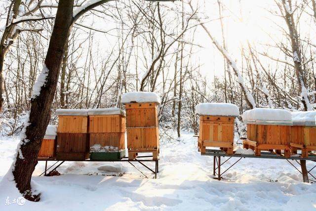 overwintering honey bees