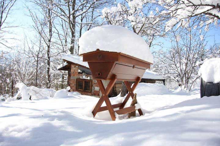 overwintering honey bees