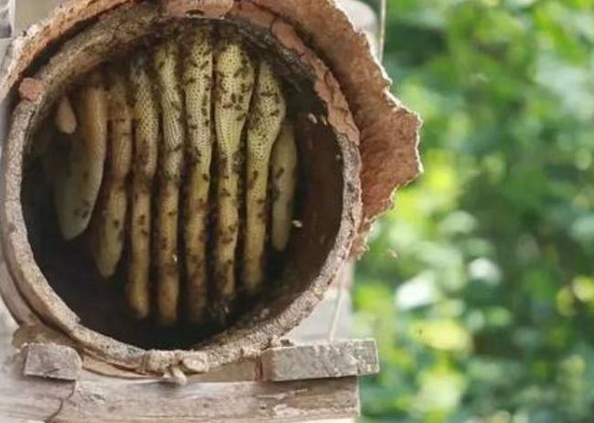 beekeeping