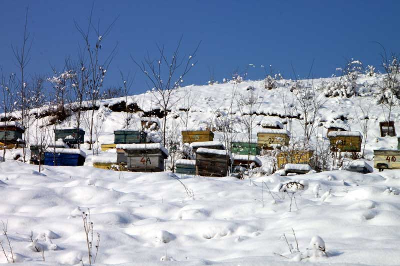 overwintering honey bees