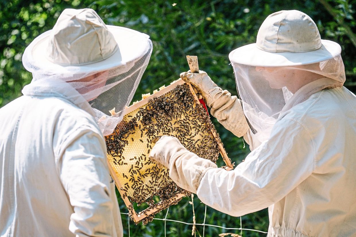 beekeeping experience