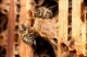 queen breeding 1