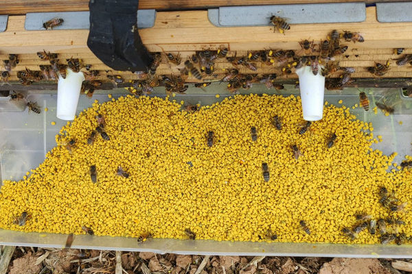 Bee Pollen